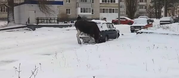 Moose sniffs exhaust fumes Moose sniffs exhaust fumes - Sputnik International