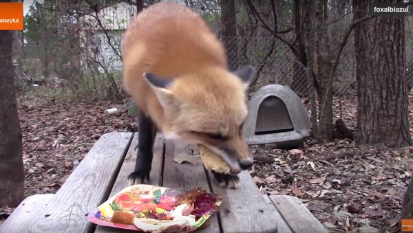 Fox Devours Thanksgiving Feast - Sputnik International