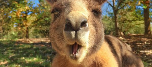 Kangaroo - Sputnik International