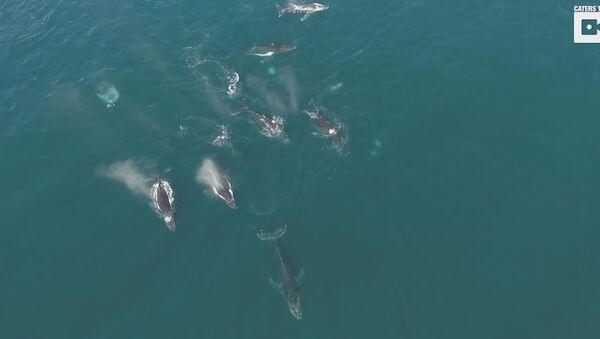 Drone Captures Pod Of Humpback Whales - Sputnik International