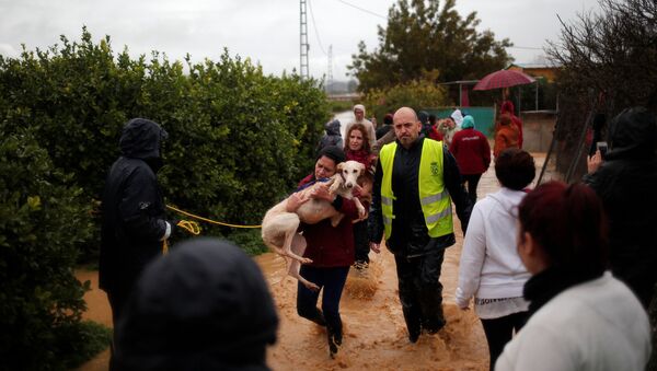 A volunteer carries a greyhound after it was rescued in a flooded area from the refuge Greyhounds in family after heavy rains at Donana neighborhood in Cartama, near Malaga, southern Spain, December 4, 2016 - Sputnik International
