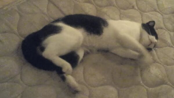 My cat the sleepRUNNER - Sputnik International