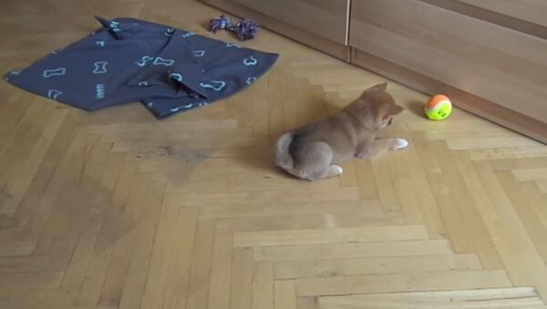 Cute shiba inu puppy vs ball - Sputnik International
