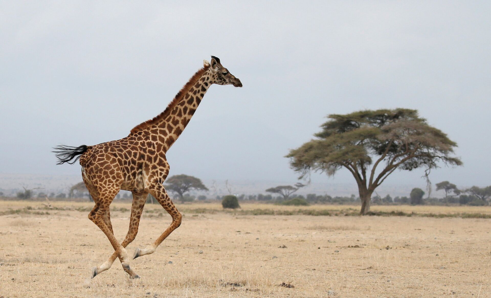 A giraffe runs in Amboseli National park, Kenya August 26, 2016.  - Sputnik International, 1920, 22.01.2022