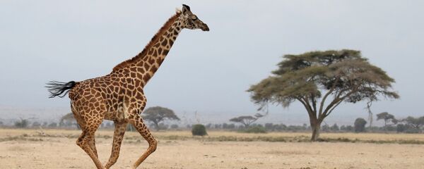 A giraffe runs in Amboseli National park, Kenya August 26, 2016. - Sputnik International