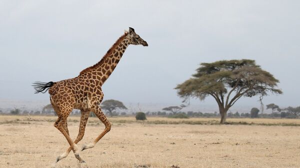A giraffe runs in Amboseli National park, Kenya August 26, 2016. - Sputnik International
