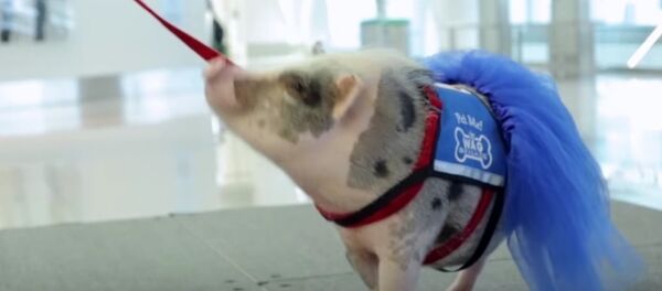 Meet LiLou, San Francisco Airport's Therapy Pig Meet LiLou, San Francisco Airport's Therapy Pig - Sputnik International