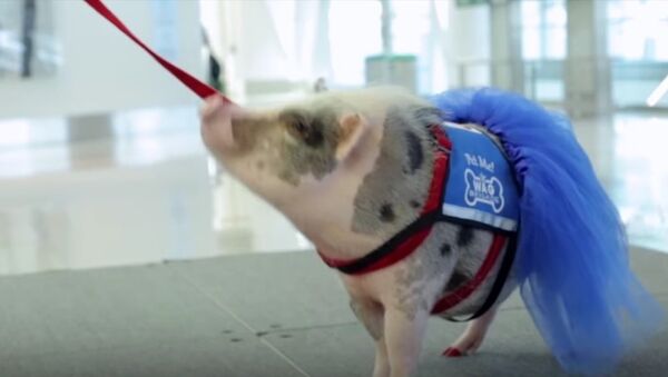Meet LiLou, San Francisco Airport's Therapy Pig - Sputnik International
