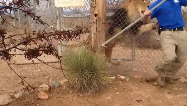 Lion Scares the Pants off Zookeeper - Sputnik International