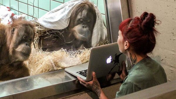 Orangutans watches a video of a male orangutan in a Belgian zoo - Sputnik International