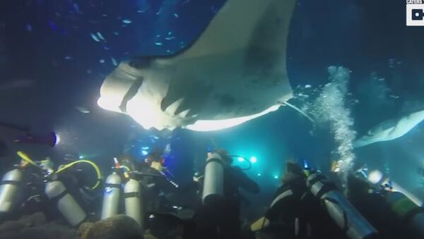 Giant Manta Rays Dance In Front Of Divers - Sputnik International