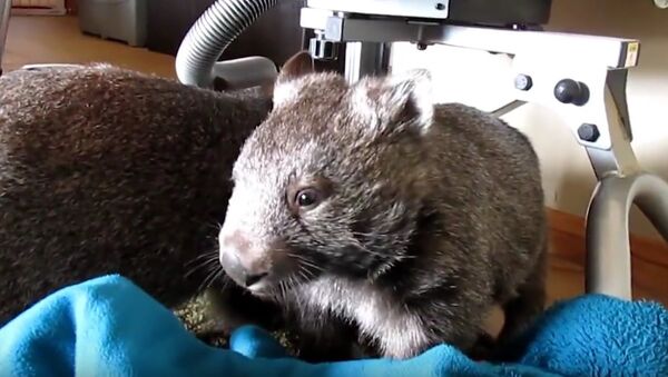Wombat Uses Post to Rid Itself of Itch - Sputnik International