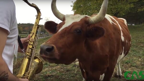 Cows Listening to Saxophone - Sputnik International