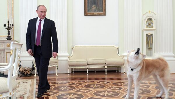 December 7, 2016. The Moscow Kremlin. Russian President Vladimir Putin and his Akita-inu dog Yume before being interviewed by Nippon Television Network Corporation and Yomiuri Shimbun in the run-up to his official visit to Japan - Sputnik International