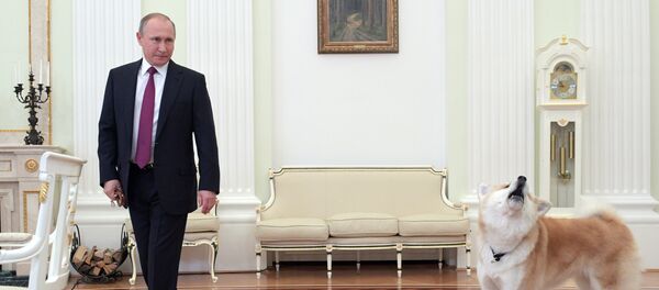 December 7, 2016. The Moscow Kremlin. Russian President Vladimir Putin and his Akita-inu dog Yume before being interviewed by Nippon Television Network Corporation and Yomiuri Shimbun in the run-up to his official visit to Japan - Sputnik International