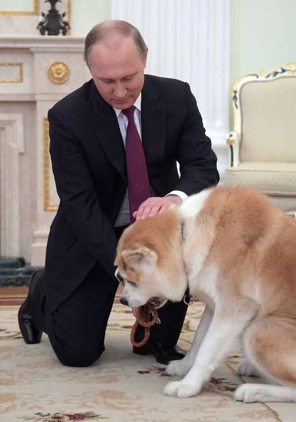 December 7, 2016. The Moscow Kremlin. Russian President Vladimir Putin and his Akita-inu dog Yume before being interviewed by Nippon Television Network Corporation and Yomiuri Shimbun in the run-up to his official visit to Japan - Sputnik International
