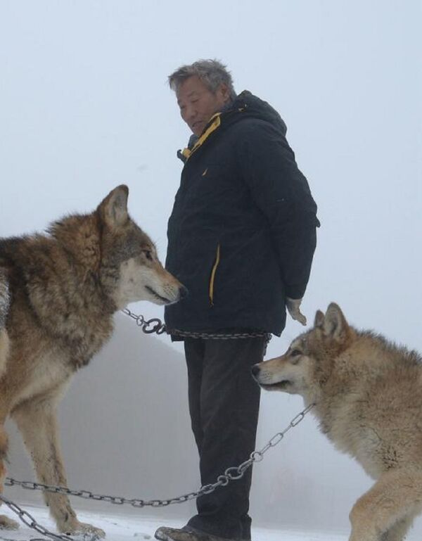 Mr. Yang keeps wolves purely for pleasure and does not sell any of his animals - Sputnik International