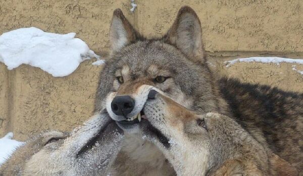 Mr. Yang says over the years he had been bitten by a wolf only once  - Sputnik International