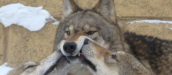 Mr. Yang says over the years he had been bitten by a wolf only once Mr. Yang says over the years he had been bitten by a wolf only once - Sputnik International