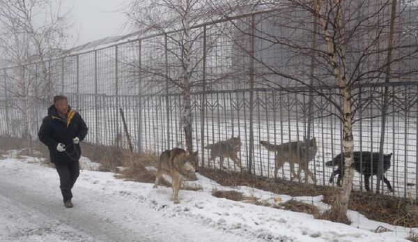 Mr. Yang spends more than one million yuan ($145,000) a year on raising a pack of some 150 wolves  - Sputnik International