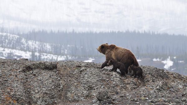 Bear and cubs - Sputnik International