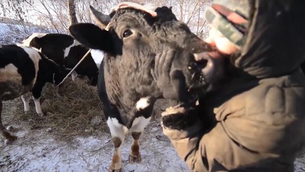 Cows Receive Human Care in Kazan - Sputnik International