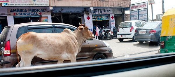 Cow. India - Sputnik International