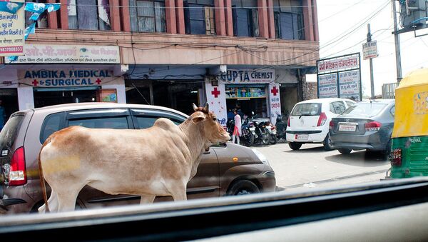 Cow. India - Sputnik International