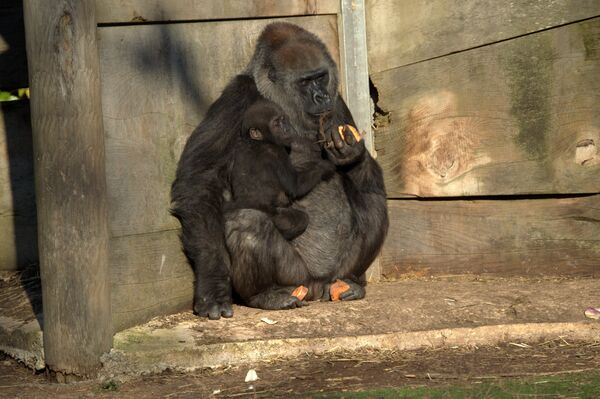 Bristol Zoo baby gorilla Bristol Zoo baby gorilla - Sputnik International