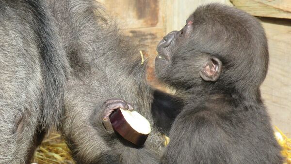 Bristol Zoo baby gorilla - Sputnik International