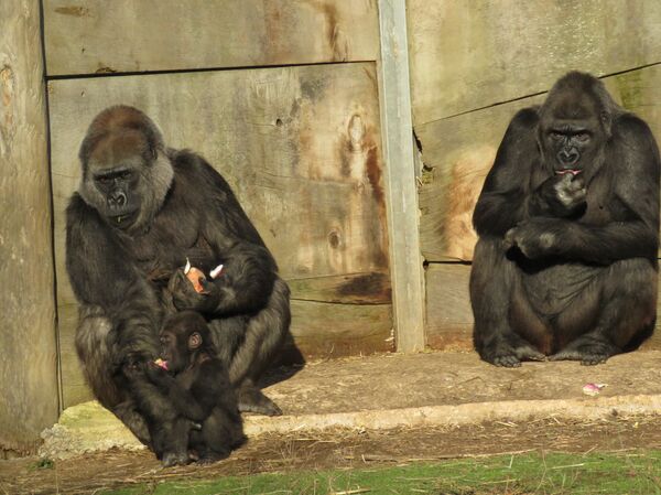 Bristol Zoo baby gorilla Bristol Zoo baby gorilla - Sputnik International