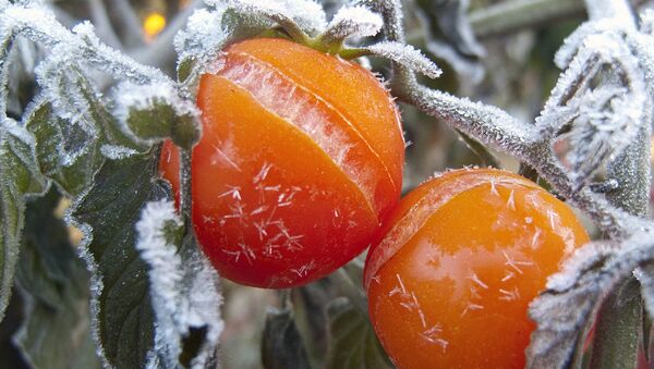Tomatoes in ice - Sputnik International