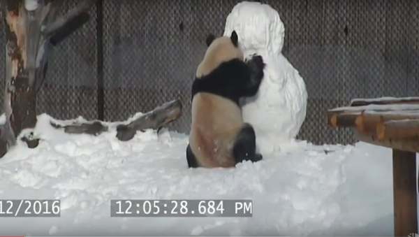 Panda Joins Wintery Fun - Sputnik International