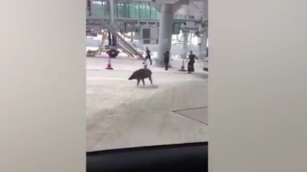 Runaway wild boar sparks police chase at Hong Kong airport - Sputnik International