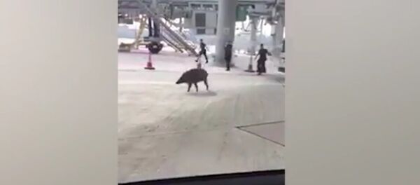 Runaway wild boar sparks police chase at Hong Kong airport Runaway wild boar sparks police chase at Hong Kong airport - Sputnik International