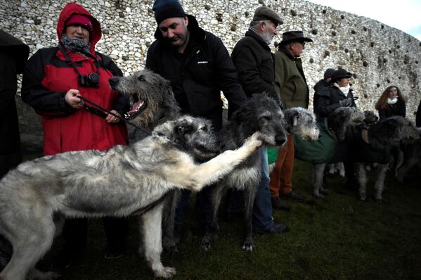 Irish Wolfhound dogs are seen during winter solstice at the 5000 year old stone age tomb of Newgrange in the Boyne Valley at sunrise in Newgrange, Ireland - Sputnik International
