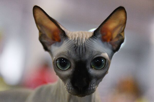 A Canadian Sphynx cat at the Cat-Salon-December cat show in Moscow - Sputnik International