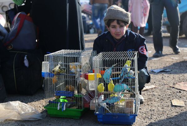 A Syrian boy, who was evacuated from the last rebel-held pockets of Syria's northen city of Aleppo, sits next to bird cages upon arriving on December 20, 2016 in the opposition-controlled Khan al-Assal region, west of the embattled city - Sputnik International