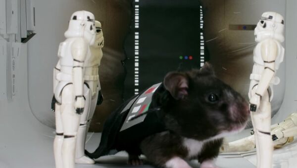 Hamster Wars - 'Star Wars' with Hamsters - Sputnik International