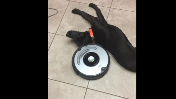 Lazy dog and Roomba - Sputnik International