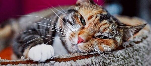 Cat - Sputnik International