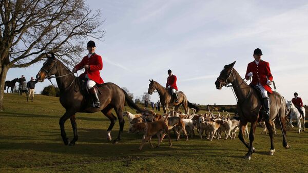 Members of the New Forest Hunt arrive at Boltons Bench for the annual Boxing Day hunt in Lyndhurst, southern England December 26, 2016 - Sputnik International