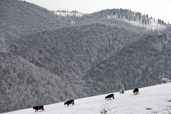 Snowbound Villages in Iranian Talysh Mountains - Sputnik International