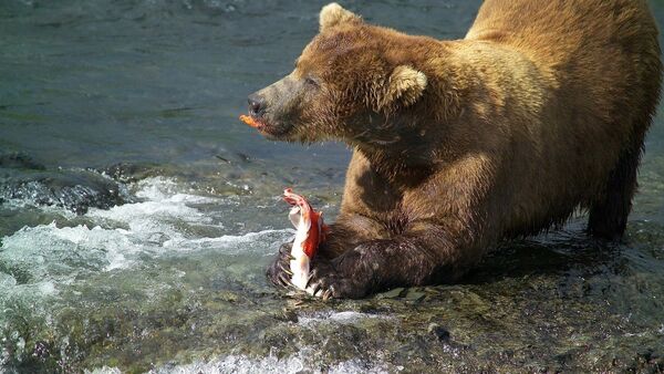 Bear with salmon - Sputnik International