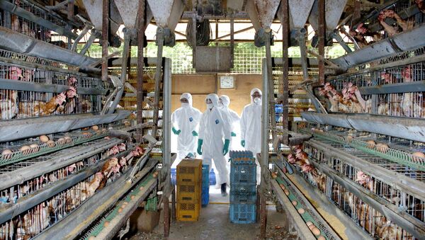 Medical officers in protective suits prepare to round up some of the 25,000 chickens to be slaughtered at a chicken farm in Mitsukaido city, Ibaraki prefecture, 60km northeast of Toyko (File) - Sputnik International