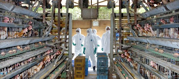 Medical officers in protective suits prepare to round up some of the 25,000 chickens to be slaughtered at a chicken farm in Mitsukaido city, Ibaraki prefecture, 60km northeast of Toyko (File) Medical officers in protective suits prepare to round up some of the 25,000 chickens to be slaughtered at a chicken farm in Mitsukaido city, Ibaraki prefecture, 60km northeast of Toyko (File) - Sputnik International