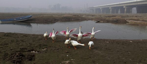 Fowl gather along a backwateer of the Ravi River, in Lahore, Pakistan, Wednesday, Dec. 14, 2016 - Sputnik International