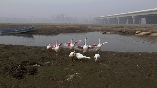 Fowl gather along a backwateer of the Ravi River, in Lahore, Pakistan, Wednesday, Dec. 14, 2016 - Sputnik International