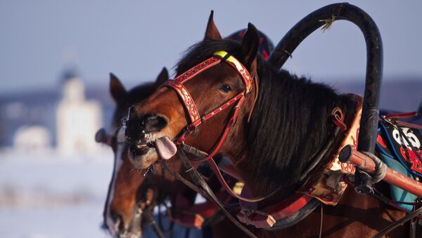 Horses dragging sleds - Sputnik International