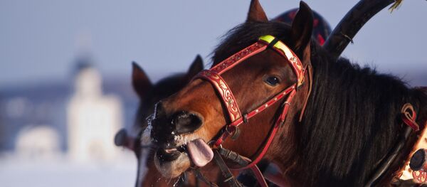 Horses dragging sleds Horses dragging sleds - Sputnik International